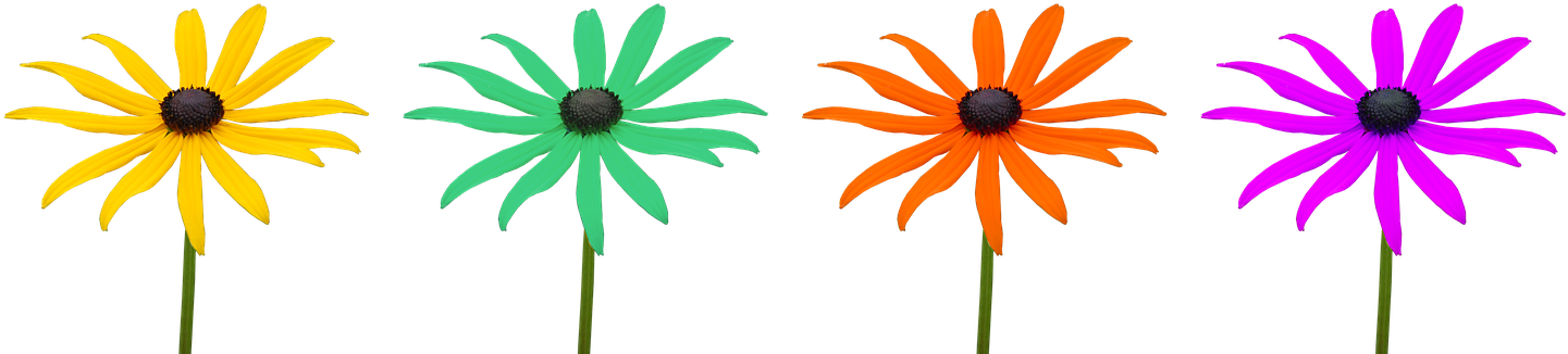 Marguerite, Flowers, Colorful, Flower - Black-eyed Susan Clipart (1586x340), Png Download