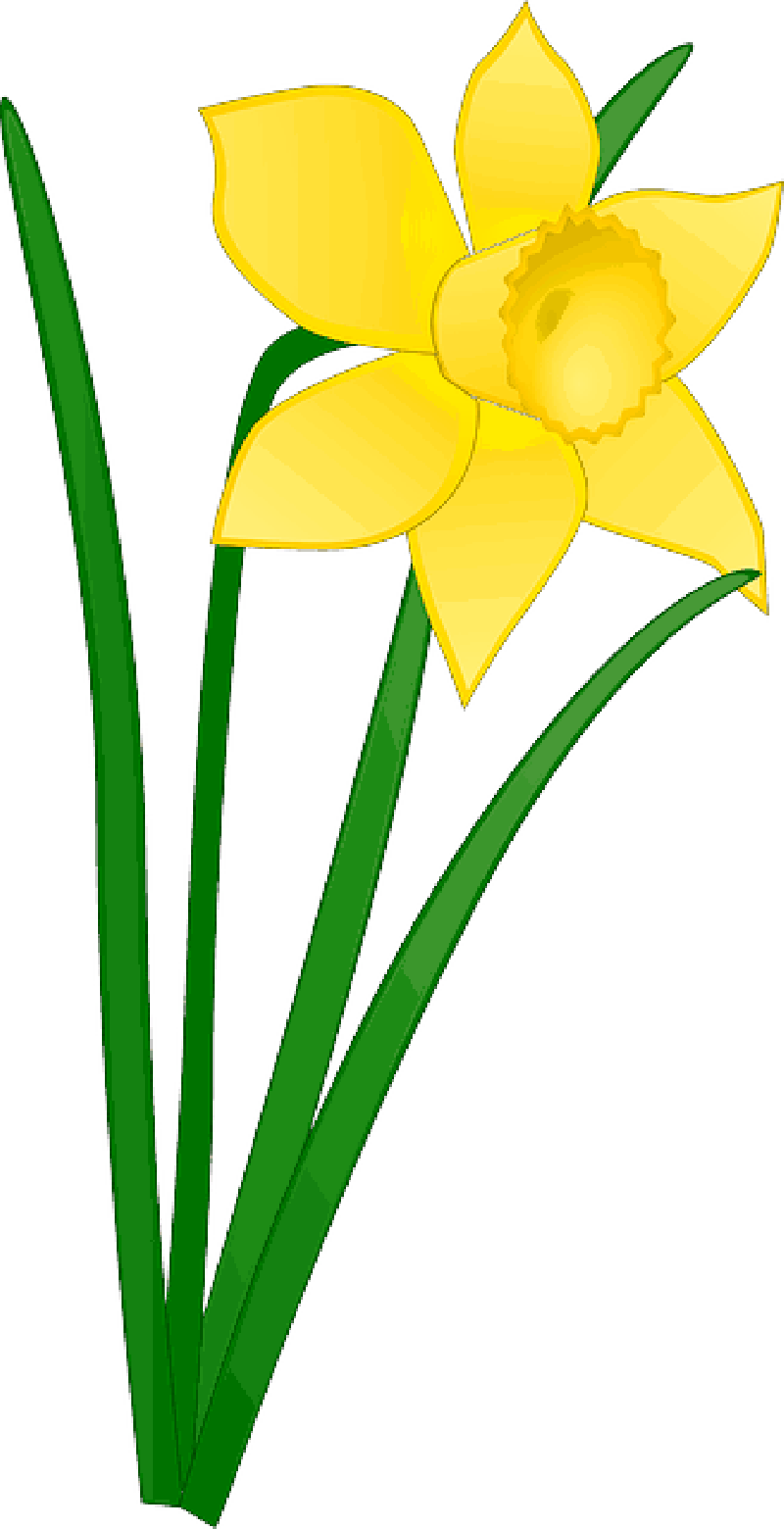 Daffodil Clipart Church Flower - Daffodil Clipart - Png Download (800x1560), Png Download