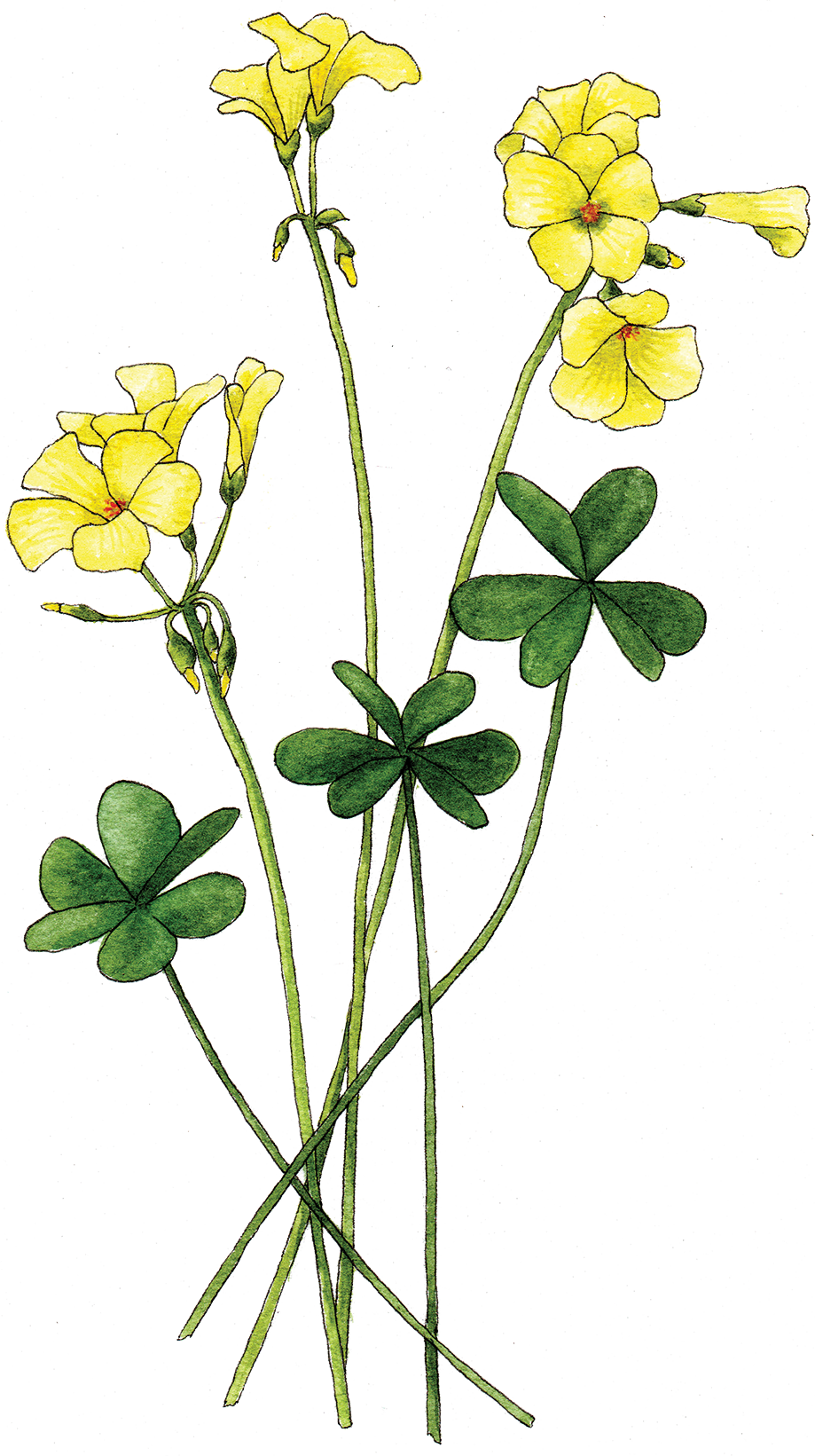 Oxalis - Buttercup Clipart (919x1641), Png Download