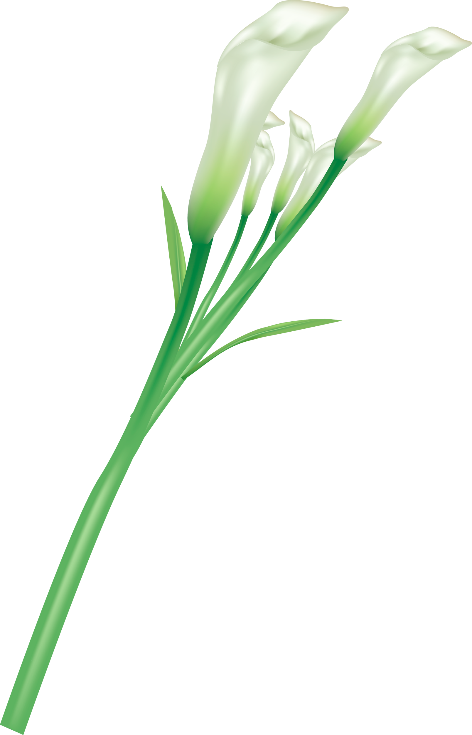 Flower Clipart (1608x2500), Png Download