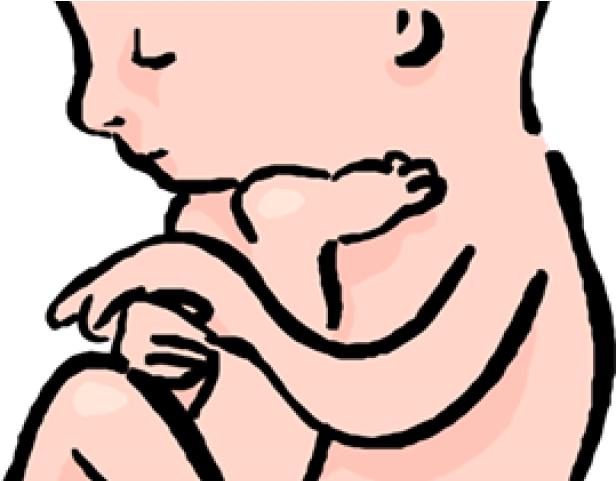 Womb Clipart Transparent - Png Download (640x480), Png Download
