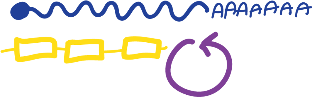 Cell Fate And Patterning In Early Embryo Clipart (1161x406), Png Download