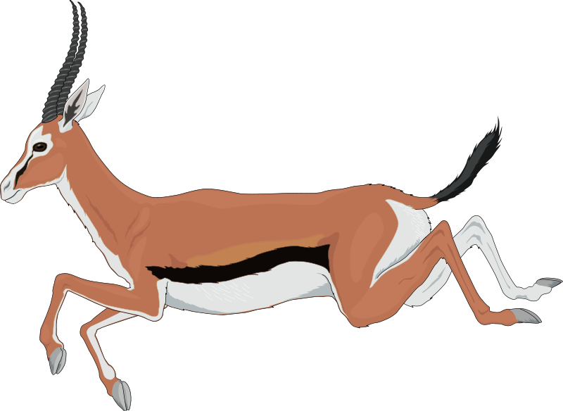 Impala Clipart Springbok - Desenho De Gazela Correndo - Png Download (640x480), Png Download