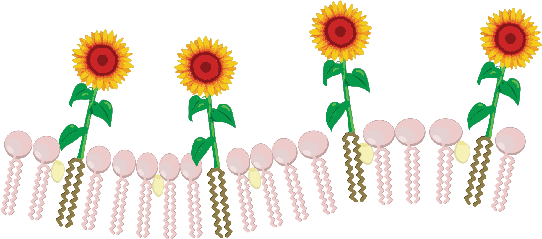 Open - Sunflower Clipart (2000x902), Png Download