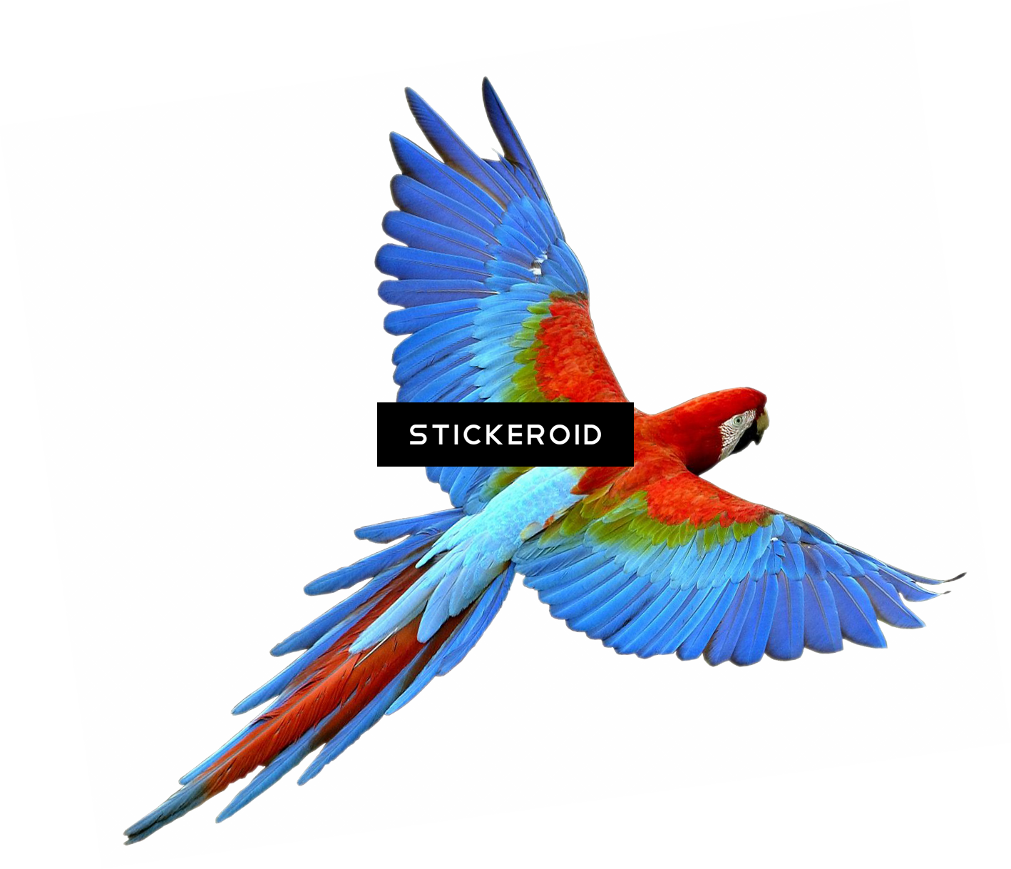 Pirate Parrot - Parrot Bird Png Clipart (1418x1218), Png Download