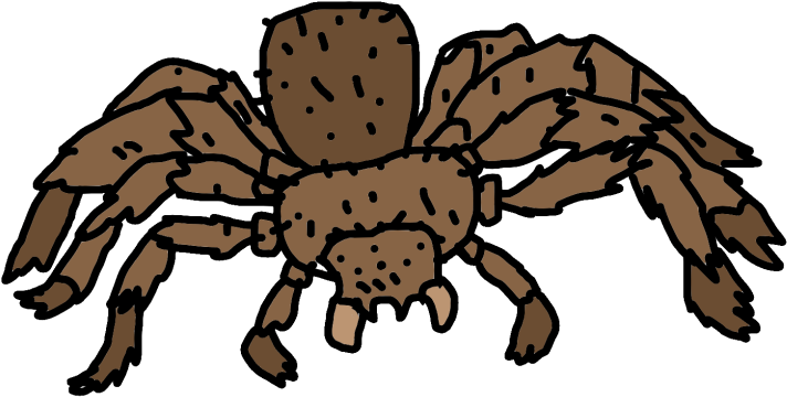 All Taurantulas Can Be Sorted Into Two Groups - Araneus Clipart (784x588), Png Download