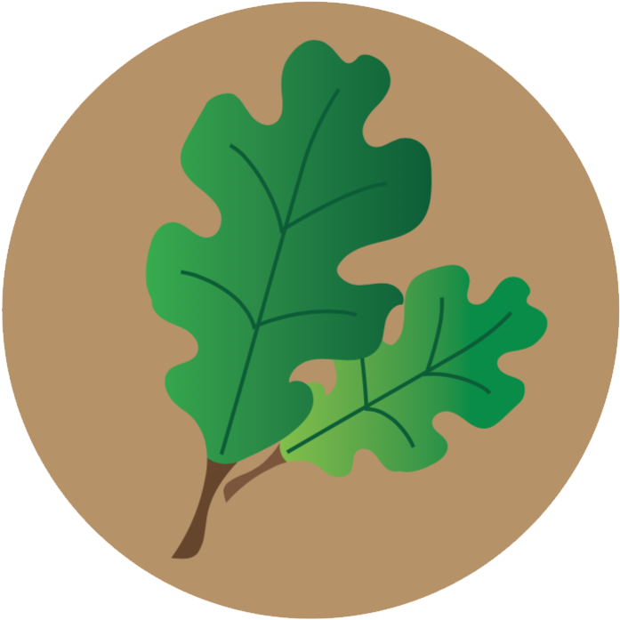 Lecanium Scale Icon - Gambel Oak Clipart (708x705), Png Download