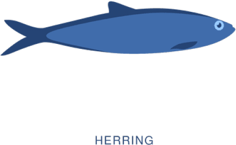 Herring Clipart Transparent - Shark - Png Download (640x480), Png Download