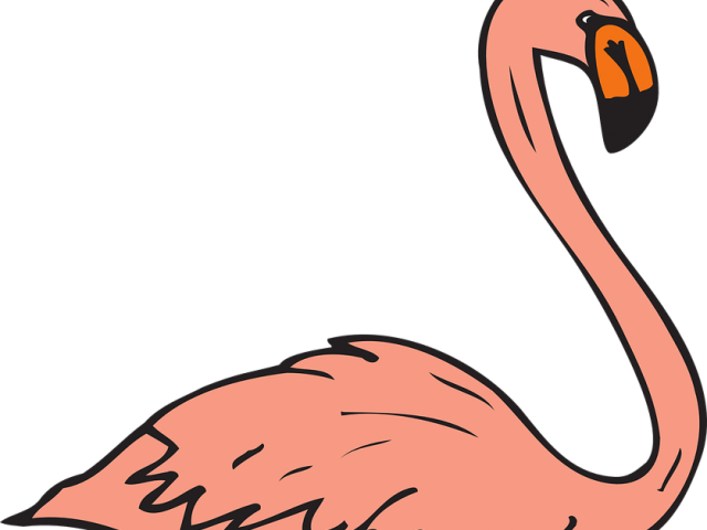 Flamingo Clipart Real - Flamingo Birds Swimming - Png Download (640x480), Png Download