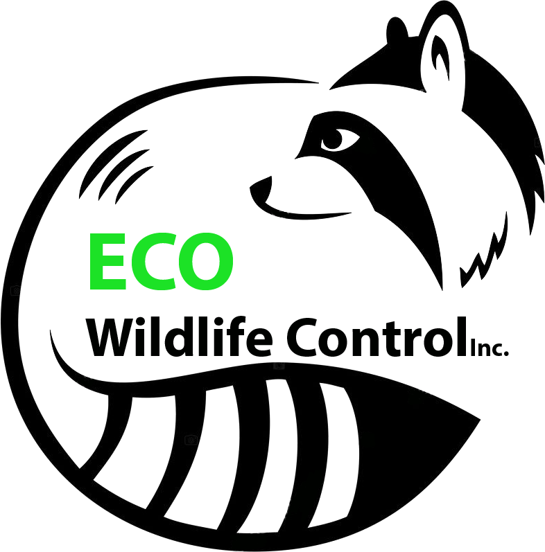 Mapaches Fc Clipart (786x797), Png Download