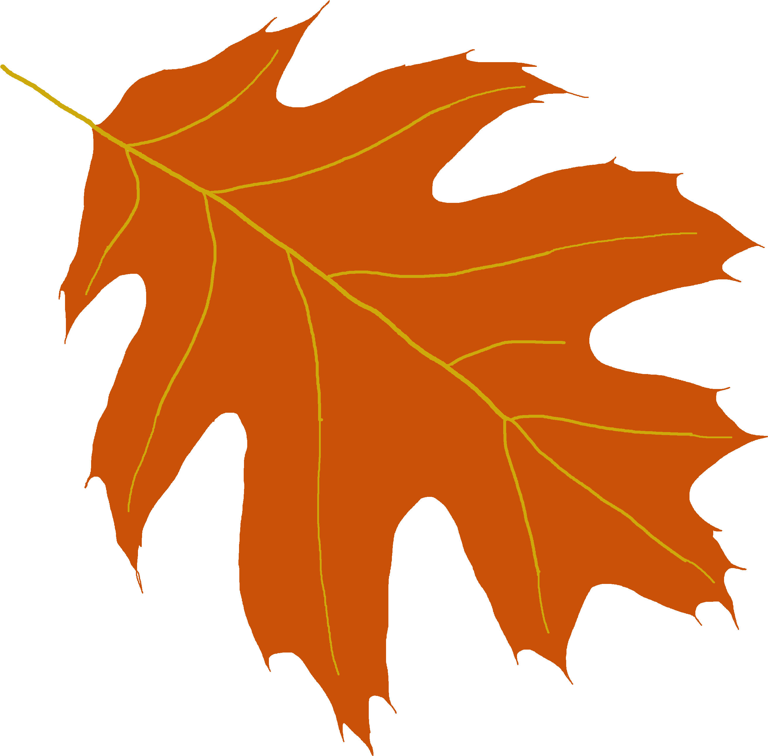 Oak Leaf Clipart - Maple Leaf - Png Download (4608x3456), Png Download