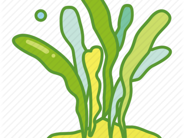 Seaweed Clipart Under Sea - Algas Dibujo Para Colorear - Png Download (640x480), Png Download