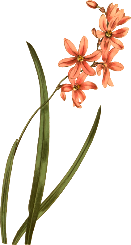 Medium Image - Lily Clipart (424x793), Png Download