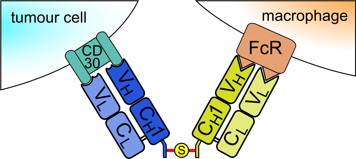 Chemically Linked Fab - Bispecific F Ab ') 2 Antibody Clipart (1200x559), Png Download