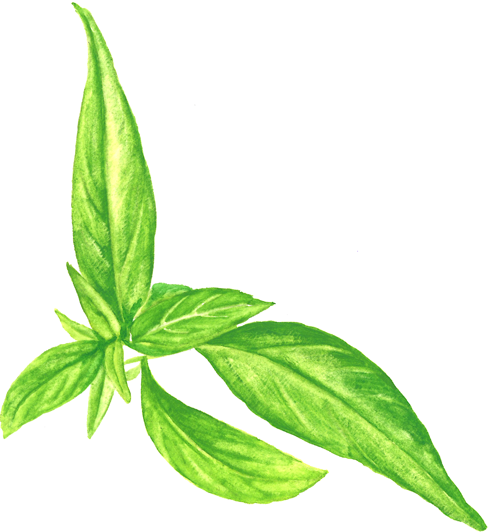 Paractin - Houseplant Clipart (1606x1748), Png Download