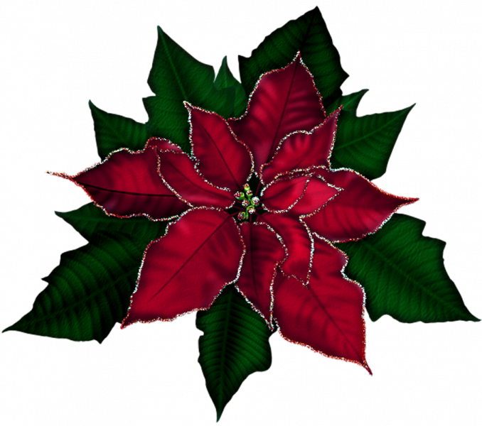 Poinsettia Pictures Free 15 Poinsettias Clipart Red - Poinsettia Christmas Transparent Background - Png Download (678x600), Png Download