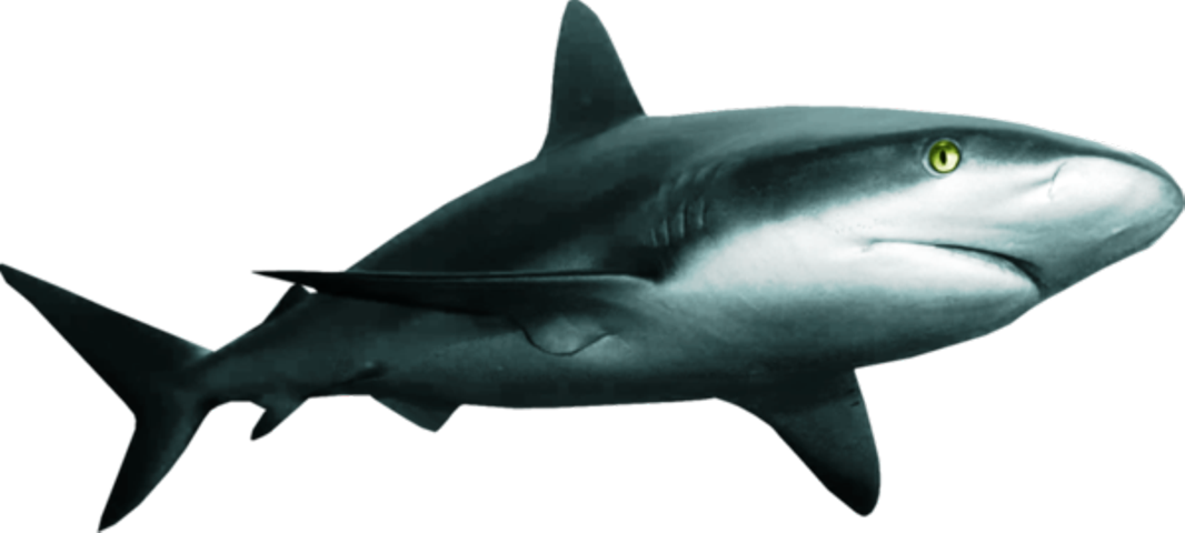 Great White Shark Clipart (1066x480), Png Download