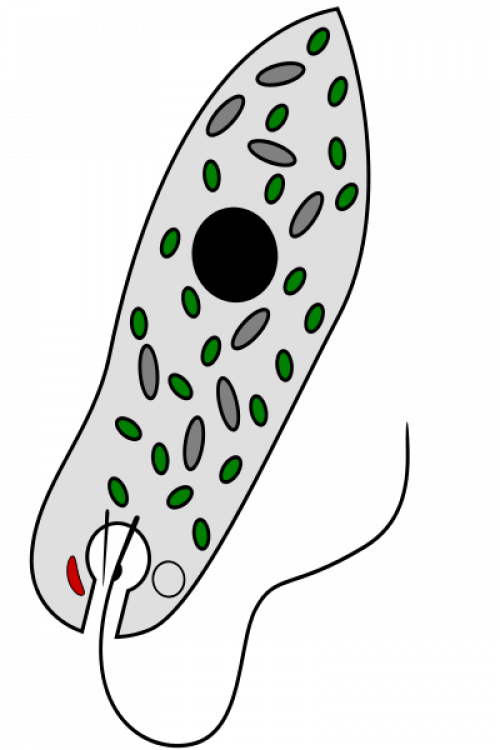 Mixotrophy - Imagini Cu Euglena Verde Clipart (500x750), Png Download