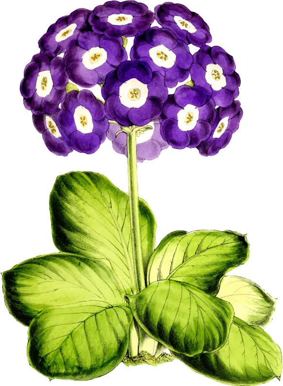 Medium Image - Clipart Primrose Png Transparent Png (582x793), Png Download