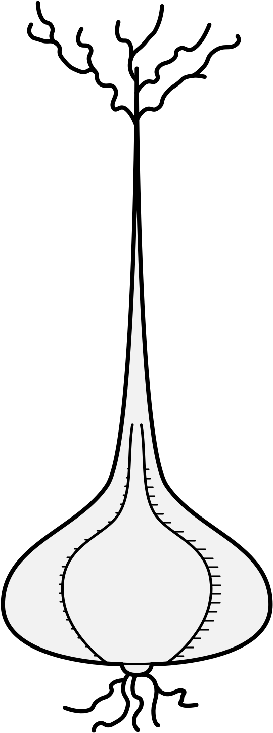 Png - - Line Art Clipart (561x1462), Png Download