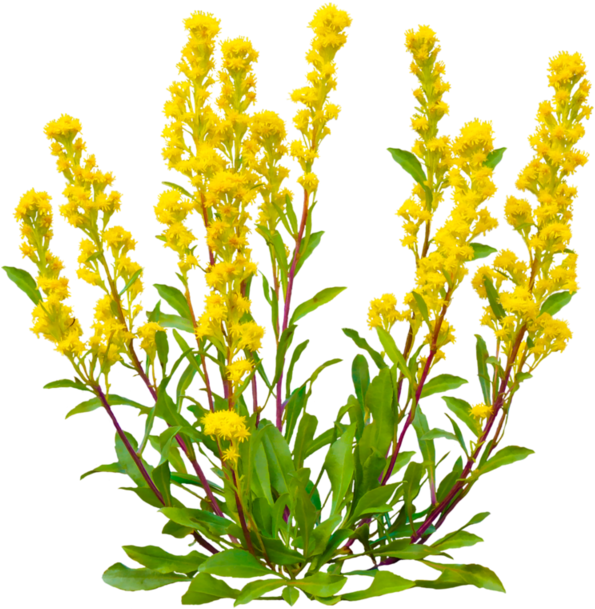 Image Du Blog Loveferrari - Broomrape Clipart (600x640), Png Download