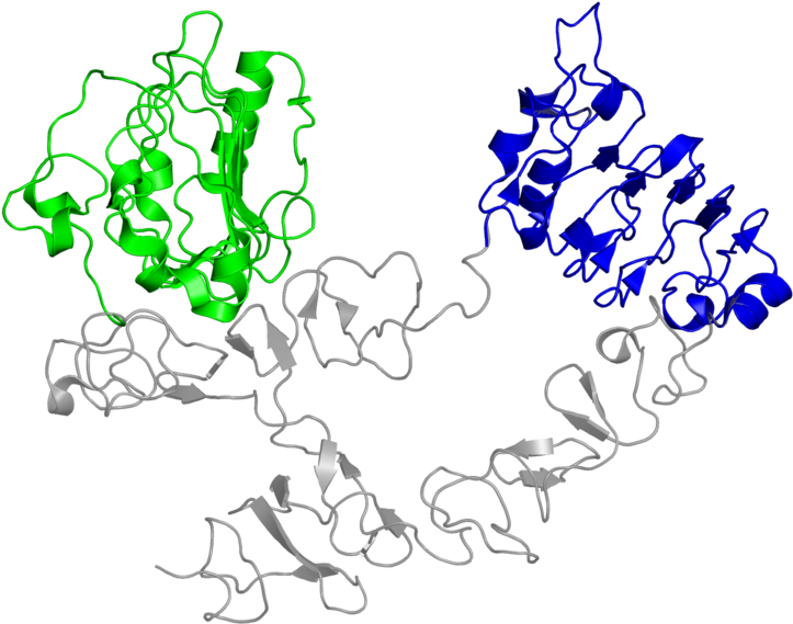 <div Class='caption-body'>2 Copies Of Cath Domain Clipart (800x800), Png Download
