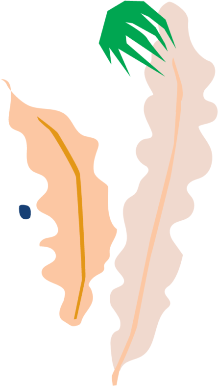 Bird Of Paradise - Illustration Clipart (753x1024), Png Download