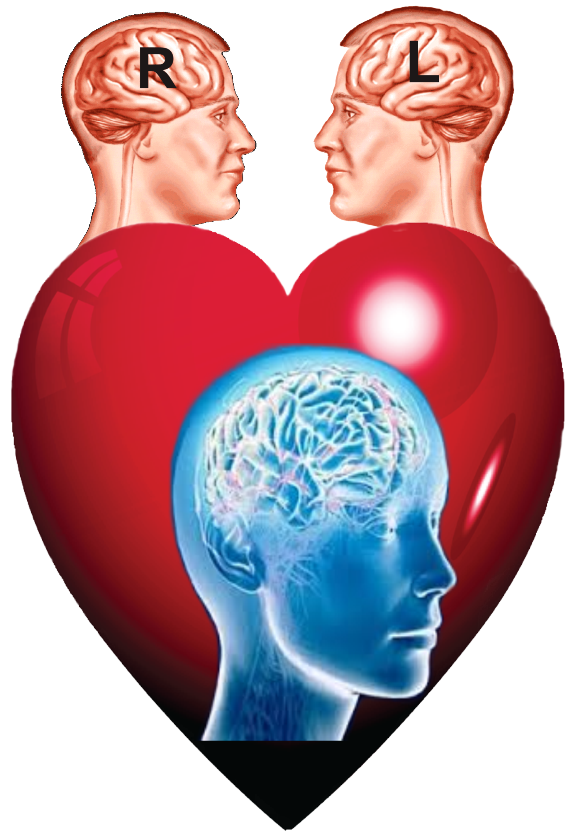 مقاومت مغز در برابر تغییر Clipart (2163x3012), Png Download