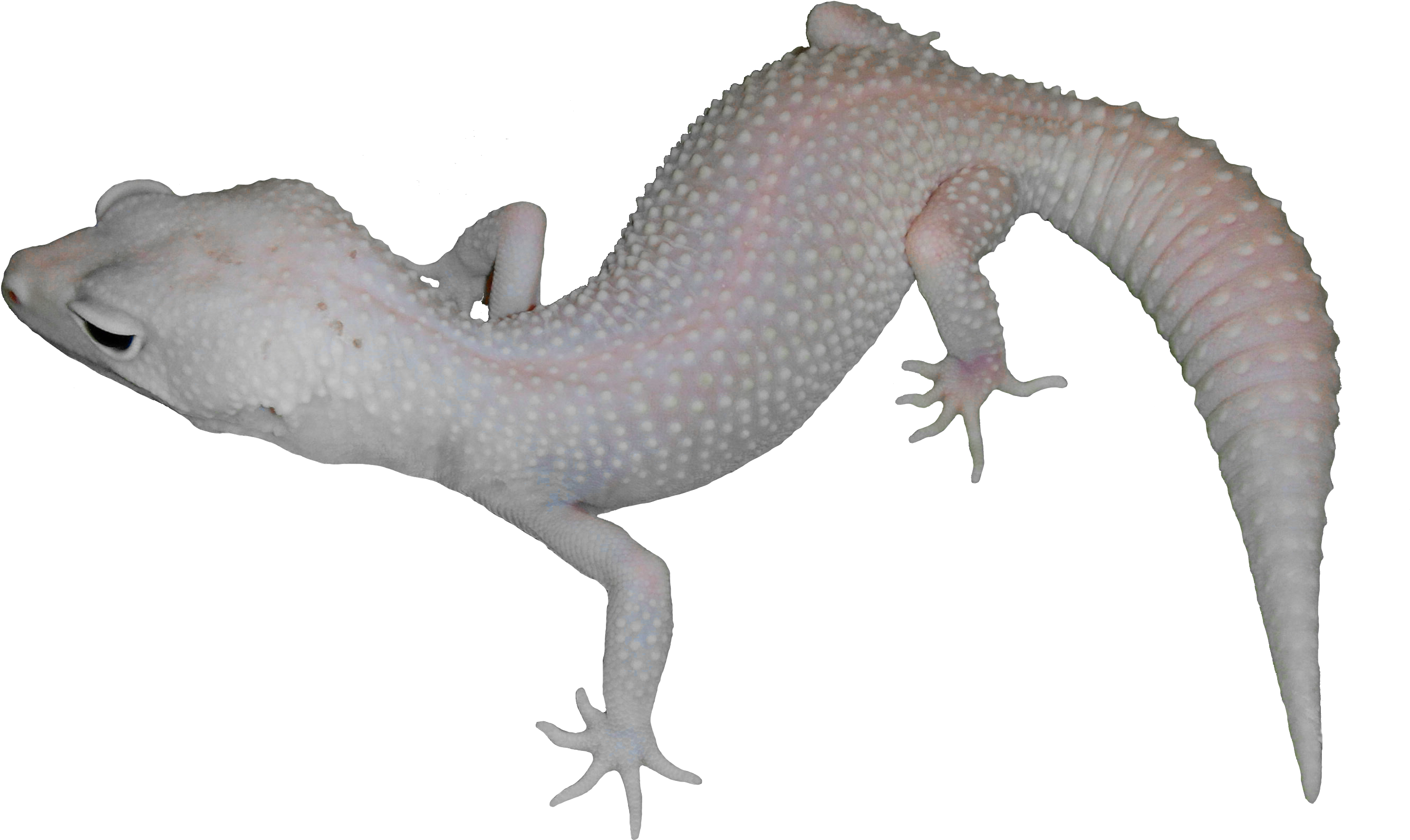 Alligator Lizard Clipart (3600x2160), Png Download