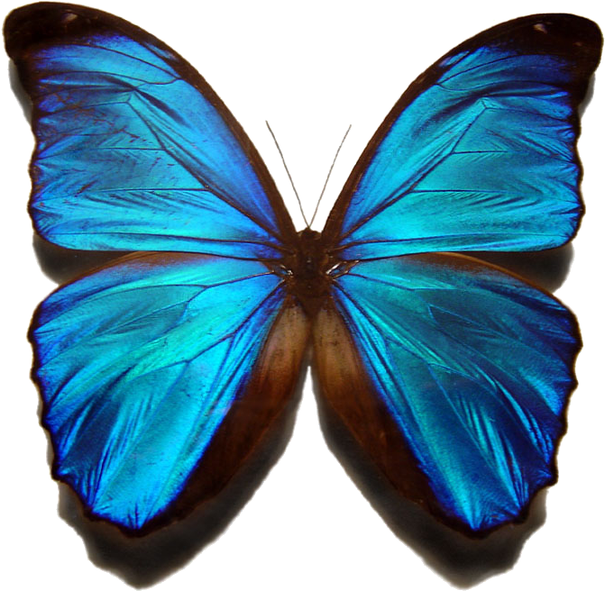 Morpho Menelaus Blue Butterfly - Blue Butterfly Brazil Clipart (678x666), Png Download