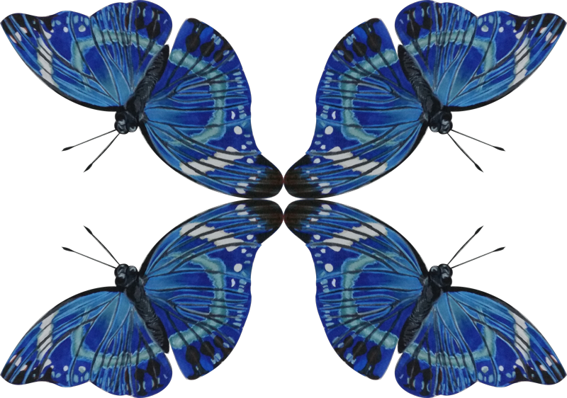 Common Blue Clipart (800x562), Png Download