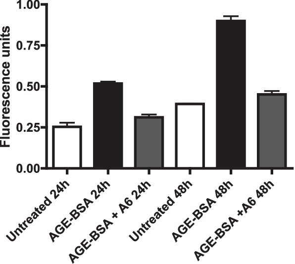 Age Stimulation Increases Endothelial Cell Monolayer - Bacteria Culture Serine Addition Suggestion Clipart (596x533), Png Download