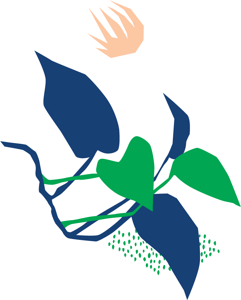 Botanical Name - Illustration Clipart (961x1306), Png Download