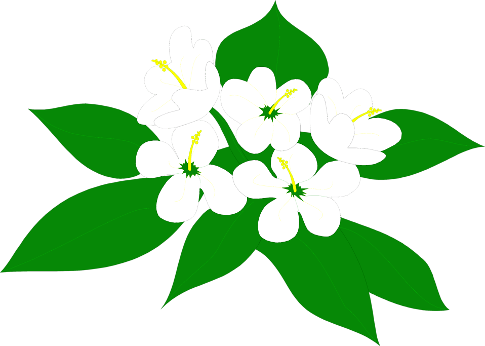 Sampaguita Flower Clipart Png Transparent Png (958x683), Png Download