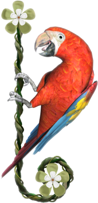Macaw Clipart (480x797), Png Download