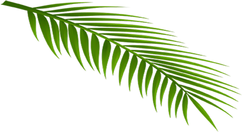 Feuille - Roystonea Clipart (800x445), Png Download