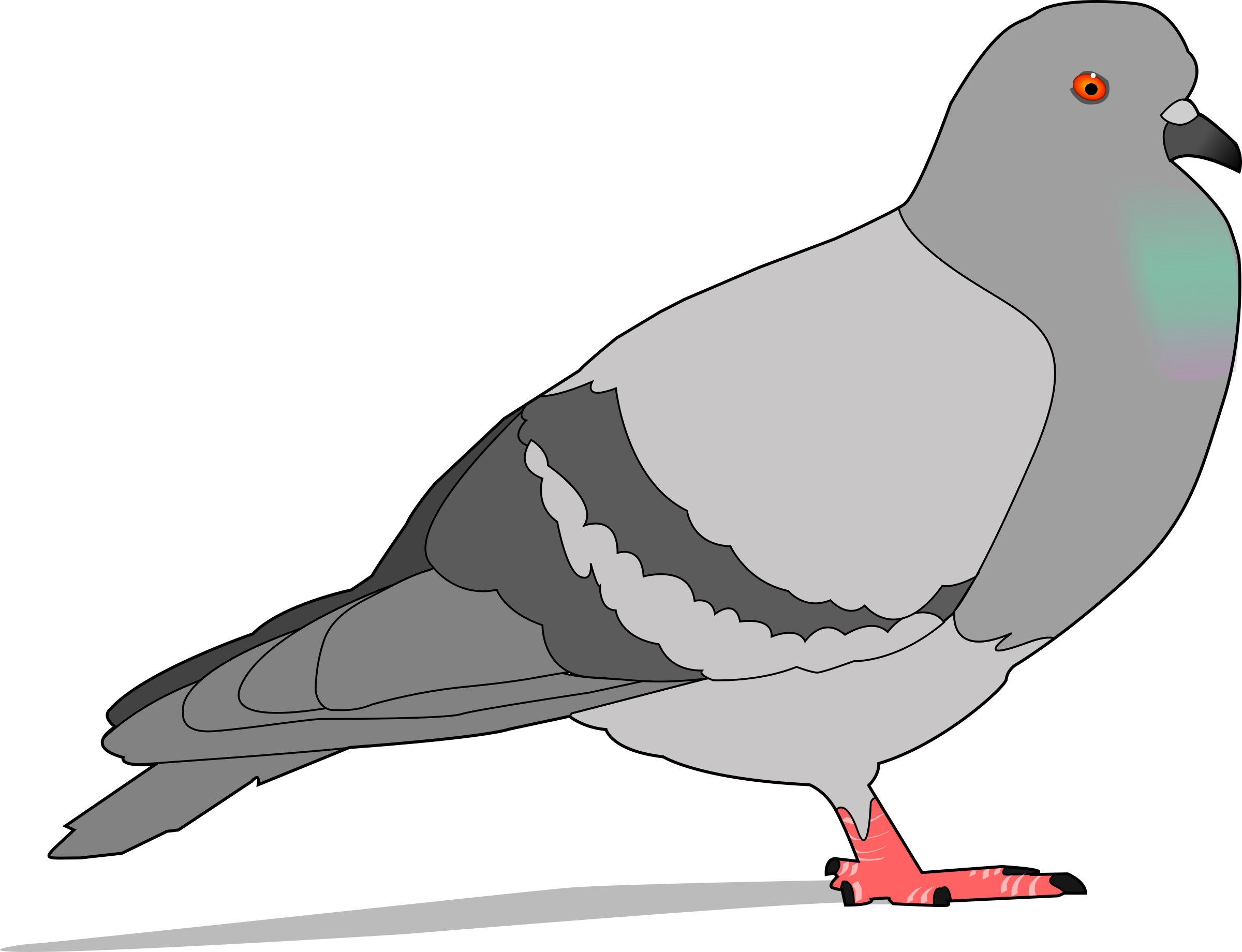 Pigeon Clipart - Png Download (800x613), Png Download