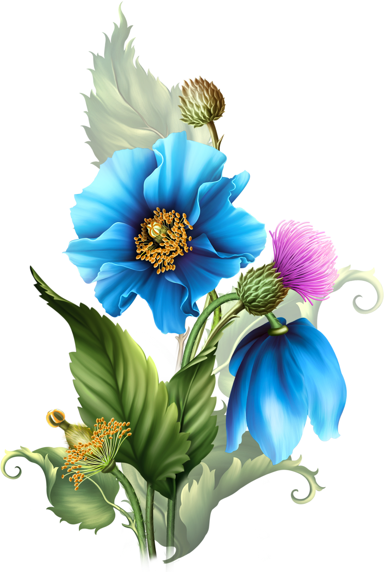 Freeuse Himalyan Poppies Moonbeam Elements - Himalayan Blue Poppies From Babs Babs Обсуждение На Clipart (1285x1888), Png Download