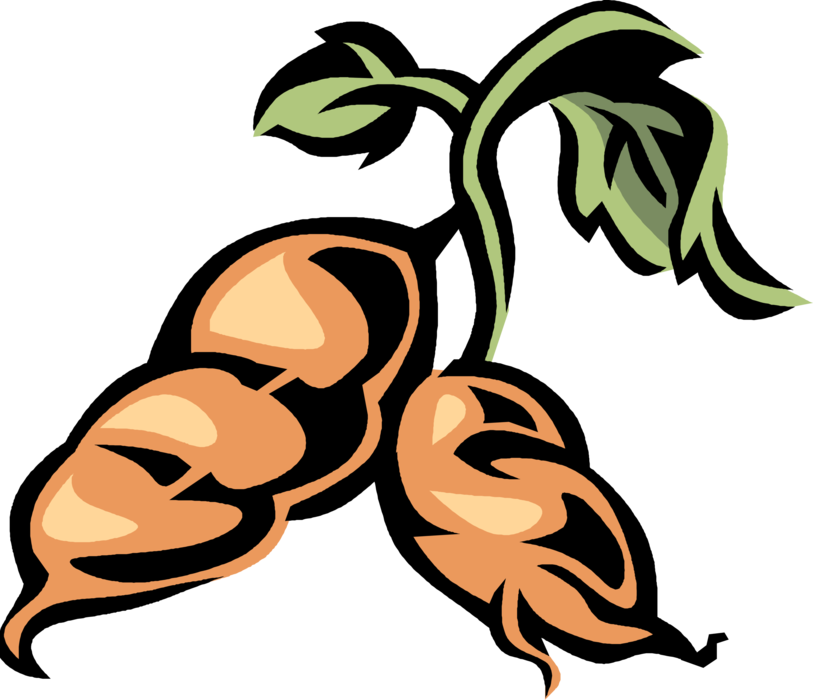 Vector Illustration Of Sweet Potato Starchy Tuberous - Sweet Potato Clip Art - Png Download (813x700), Png Download