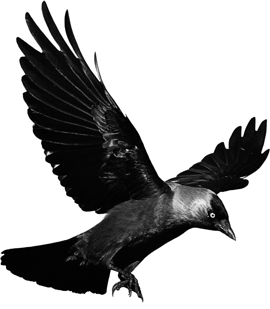 Flying Raven Clip Art Transparent - Raven Transparent Background - Png Download (1024x1036), Png Download