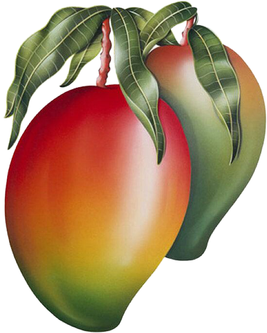 Mango Png Image & Mango Clipart - Mango Painting Transparent Png (607x768), Png Download