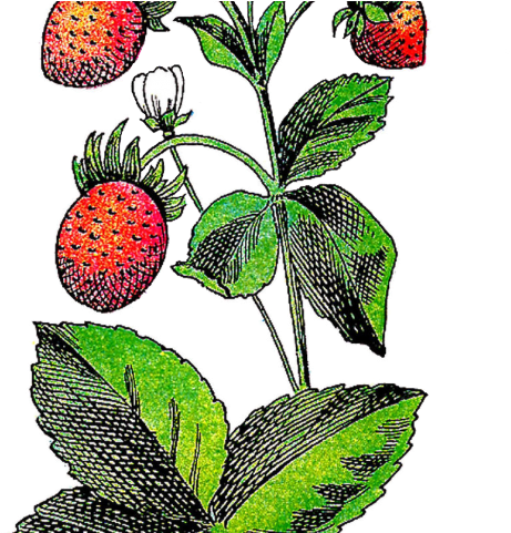 Plant Clipart Strawberry - Clip Art - Png Download (640x480), Png Download