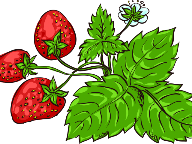 Lime Clipart Strawberry - Png Download (640x480), Png Download