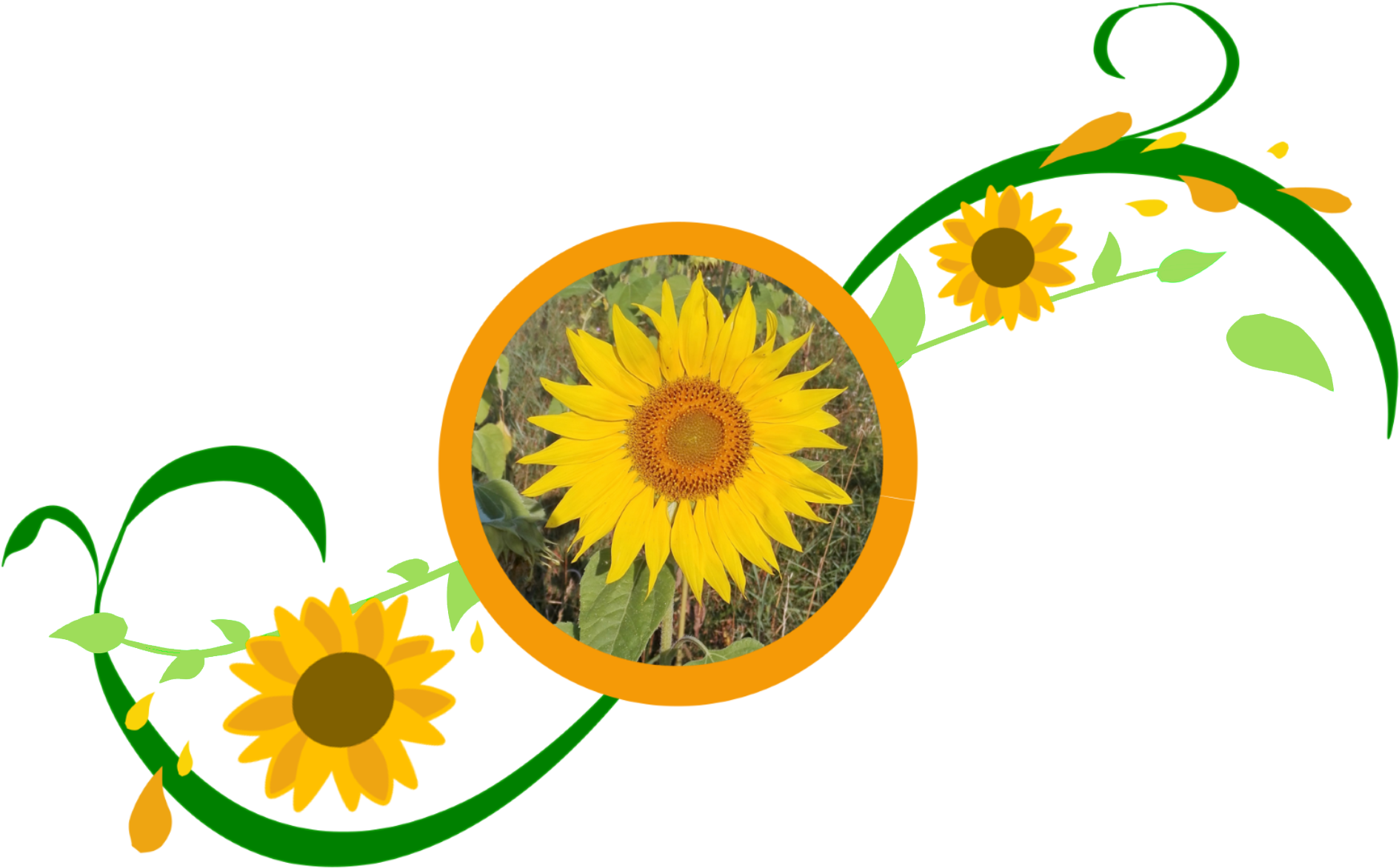 Sonnenblumemitranke - Sunflower Clipart (1987x1689), Png Download