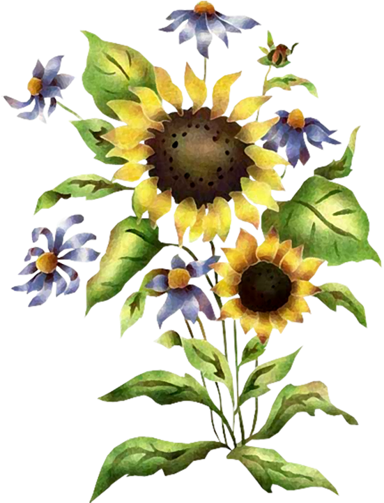 Sunflowers - Sunflower Clipart (593x768), Png Download