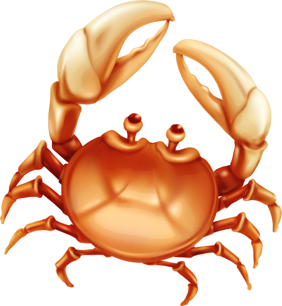 Seashells Clipart (553x600), Png Download