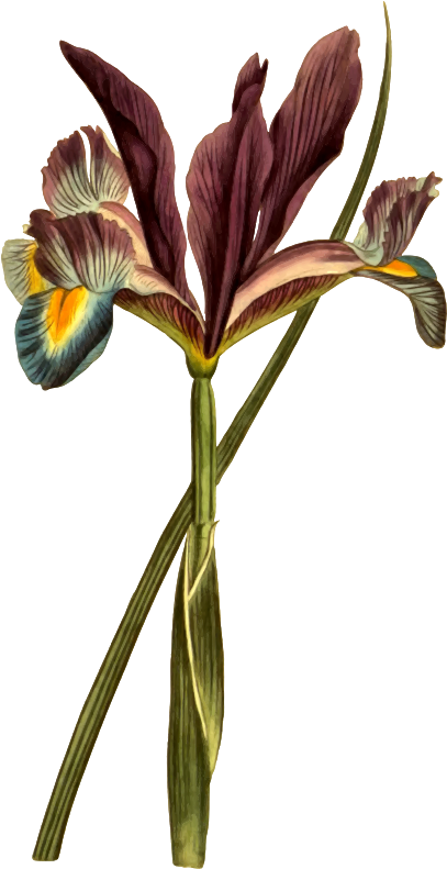 Clipart Spanish Flag Plant Clipart Png Potted Plant - Botanical Illustration Transparent Png (407x791), Png Download