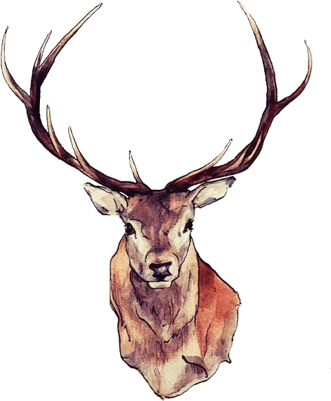 Deer Face - Deer Png Clipart (500x634), Png Download