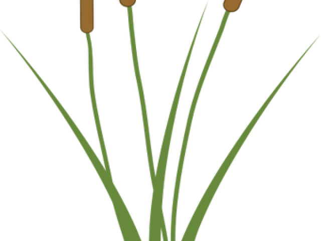 Single Clipart Cattail - Carbono Anomerico - Png Download (640x480), Png Download