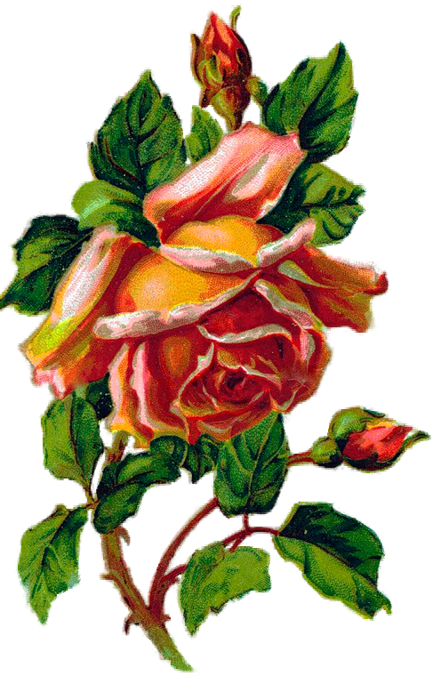 Розы Malen, Blumen, Bilder, Rosen Kunstdrucke, Blumen - Garden Roses Clipart (487x760), Png Download